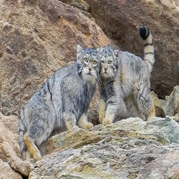 Pallas Cat Expedition in Ladakh -8D