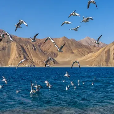 Birding Tour in Ladakh -7D