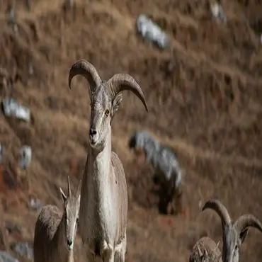 Birding and Wildlife Tour in Ladakh -10D